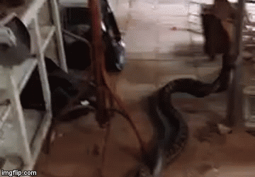 Snimio prizor od kojeg bi se većini jednostavno odrezala koljena