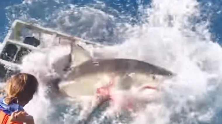 Ostvarila mu se noćna mora: velika bijela psina provalila roniocu u kavez!