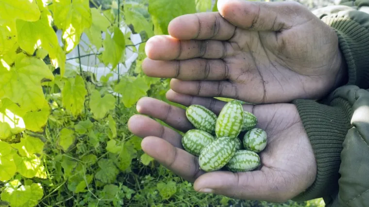 Jeste li probali 'krastolubenice' koje nam dolaze iz Meksika?