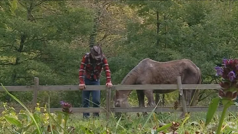 Na obroncima Učke živi najstariji hrvatski konj: upoznajte vitalnog Brnju