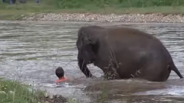 Nevjerojatno prijateljstvo: slonica u&scaron;la u rijeku kako bi spasila život čovjeku koji se 'utapao'