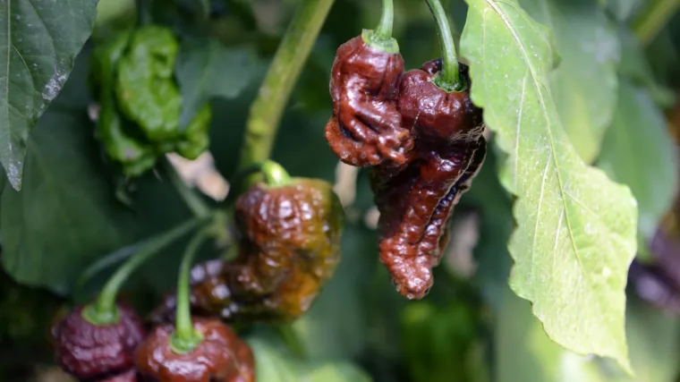 Pretjerao s količinom: ljuta papričica Amerikancu napravila rupu na jednjaku!