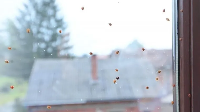 Najezda azijskih bubamara u Međimurju i Podravini