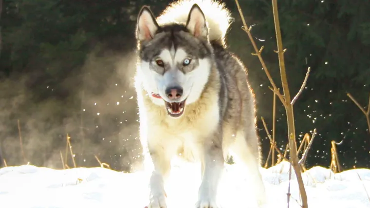 Tref bi se vjerojatno najradije preselio u Aljasku - ili barem Gorski Kotar