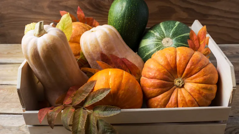 Su&scaron;ena buča iz Hrvatske Kostajnice osvaja Europu: zasad jedinstvena na trži&scaron;tu