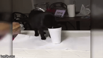 Prava je radost gledati mace kada su u nevolji