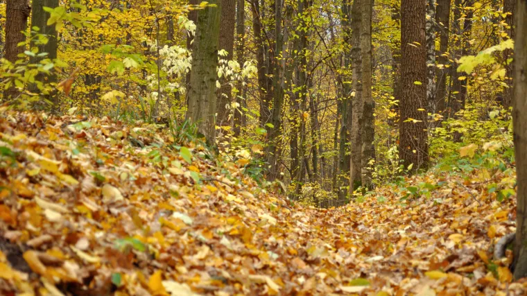 Od&scaron;etate li za kestenima u slovensku &scaron;umu, prijeti vam globa od 200 eura