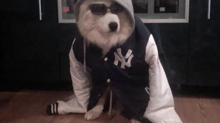 Čitav kvart zna samojeda Bonu, i to samo po dobrome