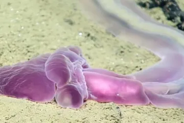 Nekoliko spektakularnih i rijetkih stvorenja otkriveno u najdubljim brazdama oceana