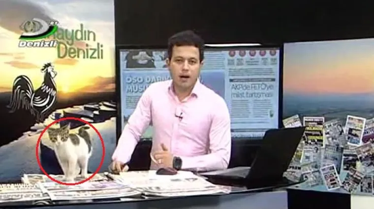 Maca lutalica uletjela u studio tijekom prijenosa uživo, voditelj dignuo profesionalnost na novu razinu