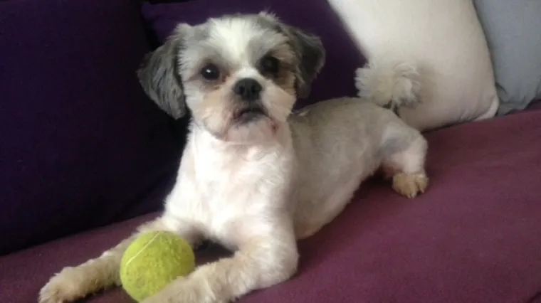 Ime bi mu u prijevodu bilo Dragulj, i to ne bez razloga