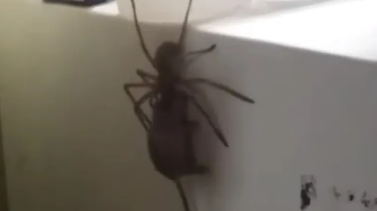 U &scaron;oku će ostati i oni koji se ne boje paukova