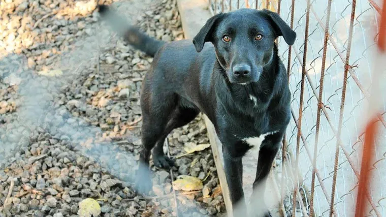 Ne koristite životinje kao poklone, one nisu za pod bor