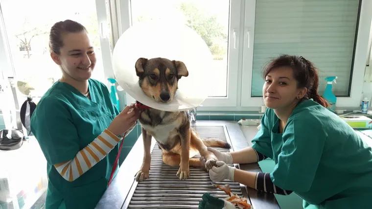 Sjećate li se preslatkog Mirka? Ponovno je u problemima i treba na&scaron;u pomoć!