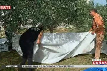 Maslinici puni berača: Koliko je oštećenih plodova?