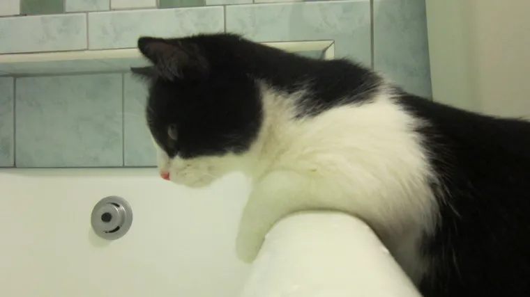 Srećko ne pu&scaron;ta svoju gazdaricu s vidika, pa ni pod cijenu kupanja