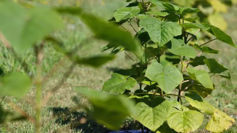 Biljka budućnosti zamijenit će dalmatinske maslinike i vinograde