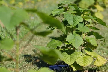 Biljka budućnosti zamijenit će dalmatinske maslinike i vinograde