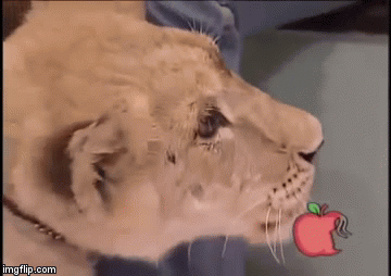 Situacije u kojima je snimanje životinja ispalo jako lo&scaron;a ideja