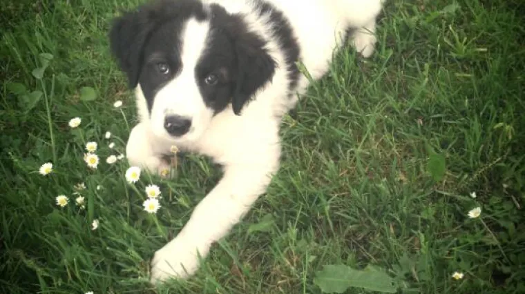 Aron je bio preslatko &scaron;tene, a onda je postao.... preslatki pas