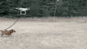 Za sve one koji mrze &scaron;etati psa