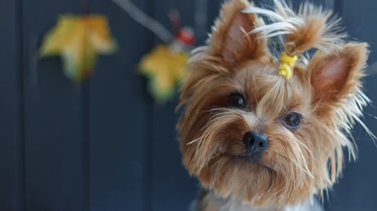 Ministarstvo demantiralo informaciju o mogućem oporezivanju kućnih ljubimaca: 'To nije u na&scaron;oj nadležnosti'