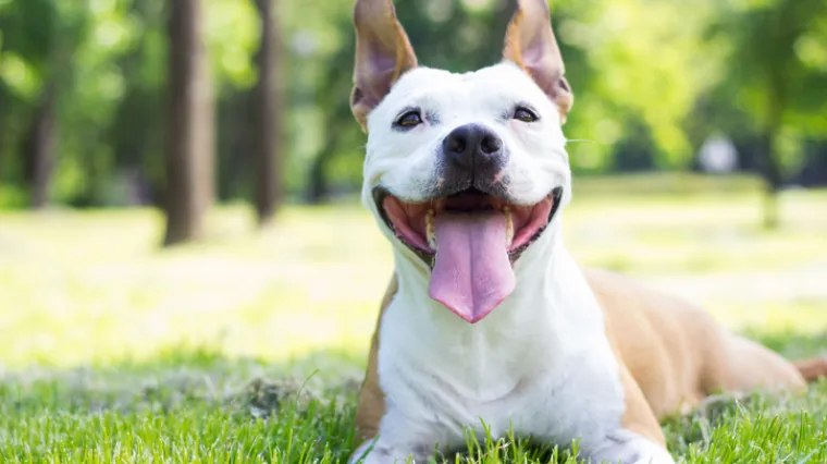 'Ne uvodimo porez na pse! To je dezinformacija...'