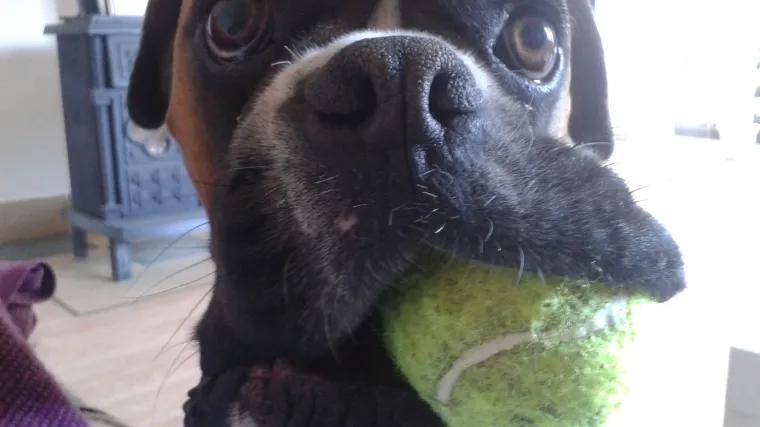 Ovoj Tequili ne mogu odoljeti ni najveći trezvenjaci - niti ne moraju