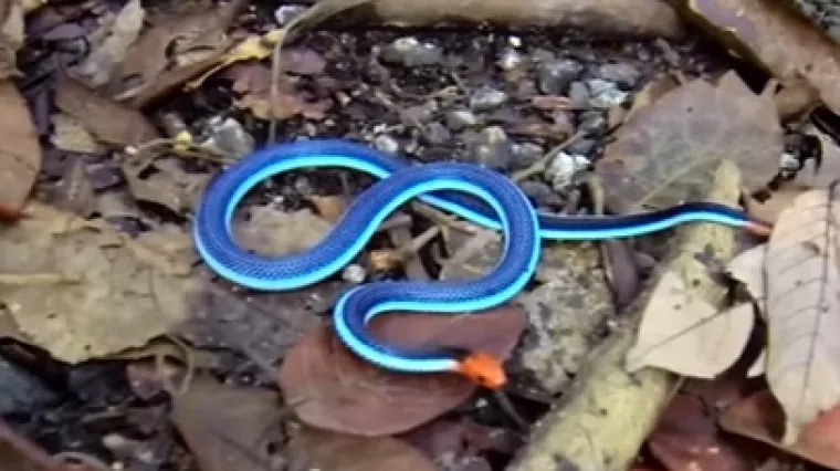 Plava koraljna zmija spada među najopasnije, ali njezin otrov zaustavlja svaku bol