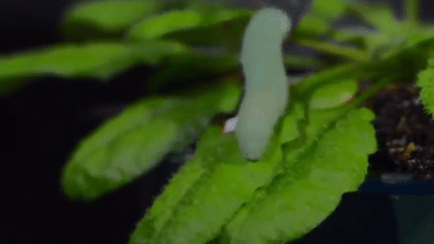 Istraživači kažu da zelena salata može čuti kada je jedete i bori se protiv toga