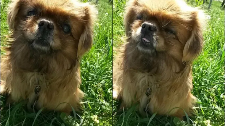 I mi bismo se stalno smije&scaron;ili da imamo ovakvu razigranu ljepoticu