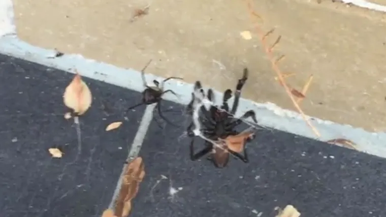 Mali protiv velikoga u nemilosrdnoj bitci za teritorij