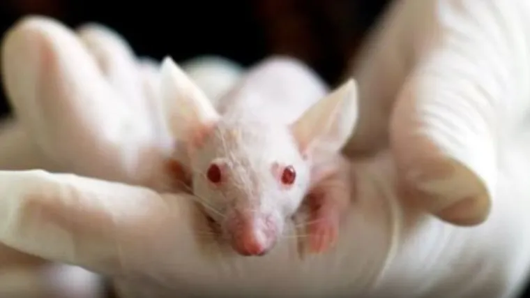 Znanost je učinila prvi korak: mutirani mi&scaron;evi mogli bi rije&scaron;iti misterij spavanja