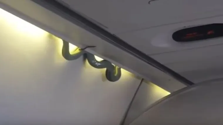 Putnici ostali u &scaron;oku: zmija duga jedan metar izgmizala iz kabine za prtljagu