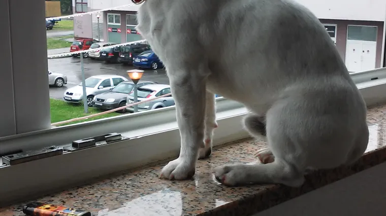 Duki Suzuki će ovoga puta ipak radije ostati na toplom