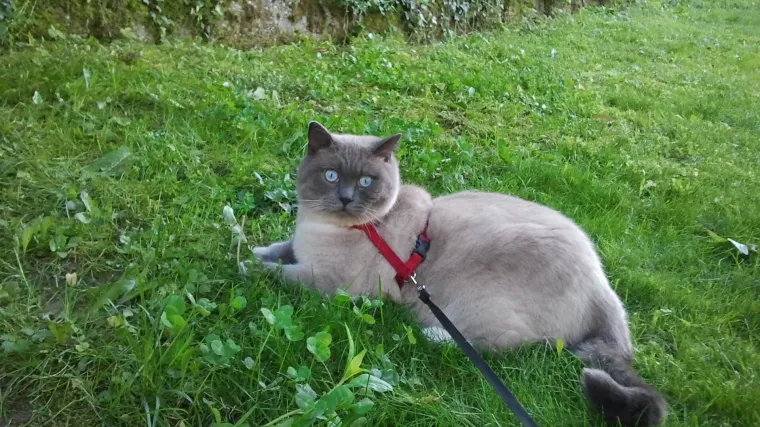Toto voli &scaron;etati, a čak mu ni povodac ne pada te&scaron;ko