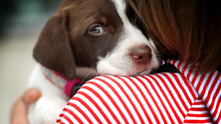 Otkriveno kako su psi postali najbolji čovjekovi prijatelji