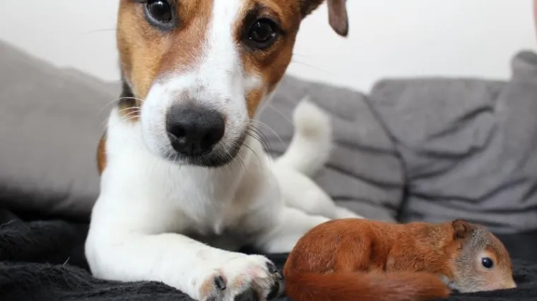 Topla priča kao iz filma: obitelj oboljelom psu pred smrt odlučila ispuniti 'pseću listu želja'