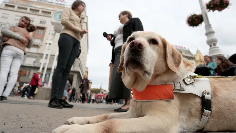 Zbog psa vodiča onemogućili slijepoj osobi ulazak u kafić u Avenue Mallu