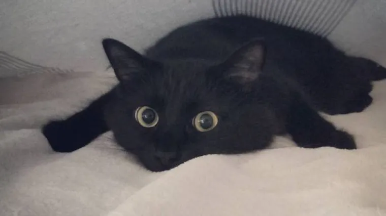 Loki ima profil na instagramu, puno energije i pogled koji prodire u du&scaron;u