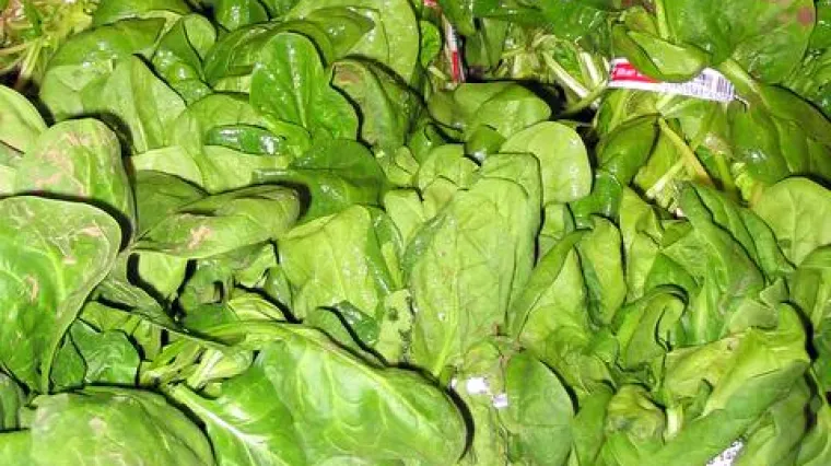 Znanstvenici pretvorili špinat u detektor eksploziva