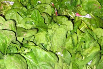 Znanstvenici pretvorili špinat u detektor eksploziva