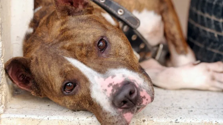 Poku&scaron;avao ubiti svoje pse bacajući ih u provaliju!