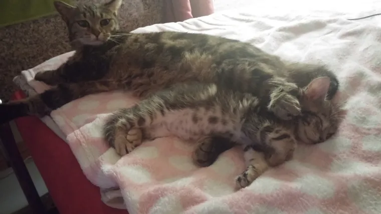 Tigi je možda mali, ali se jako vje&scaron;to izbori za svoje mjesto