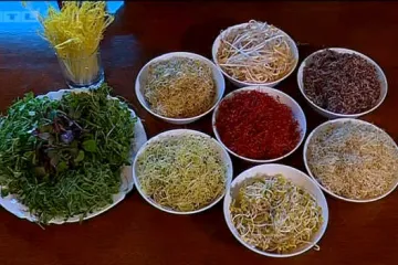 Niste ni svjesni koliko su klice zdrave: otkrivamo zašto su toliko blagotvorne i kako ih pripremiti