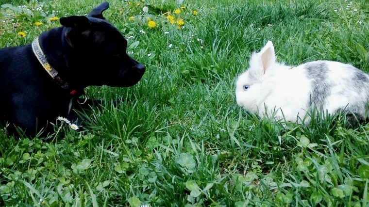 Maya i Hrabri djeluju kao pravi par