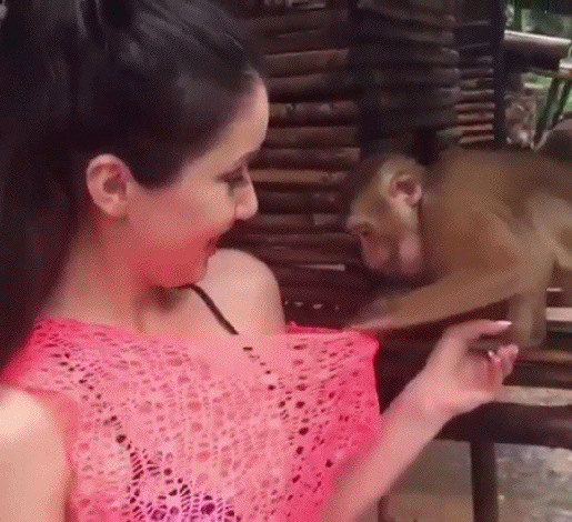 Ono kad sretne&scaron; nekog majmuna nasred ulice