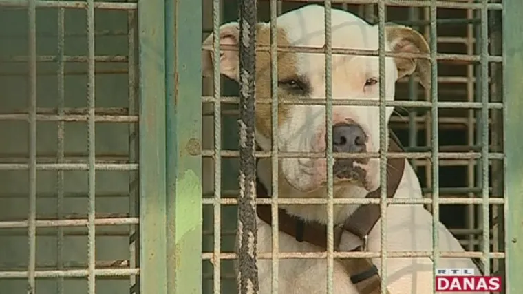 Pas Soni u skloni&scaron;tu jo&scaron; uvijek čeka svog pritvorenog vlasnika koji je krađama financirao ljetovanje