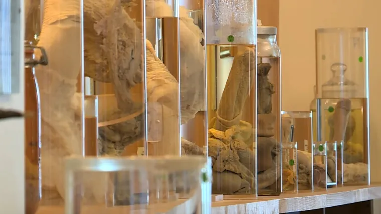 Bizarni muzej na Islandu drži najveću svjetsku kolekciju penisa nekoliko stotina različitih životinja