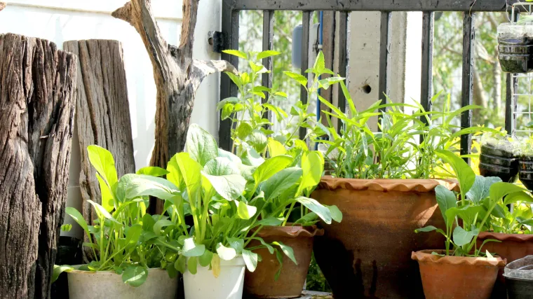 Hrvatski stručnjaci upozoravaju: 'Biljke bježe iz vrtova pa se broj invazivnih vrsta povećava'